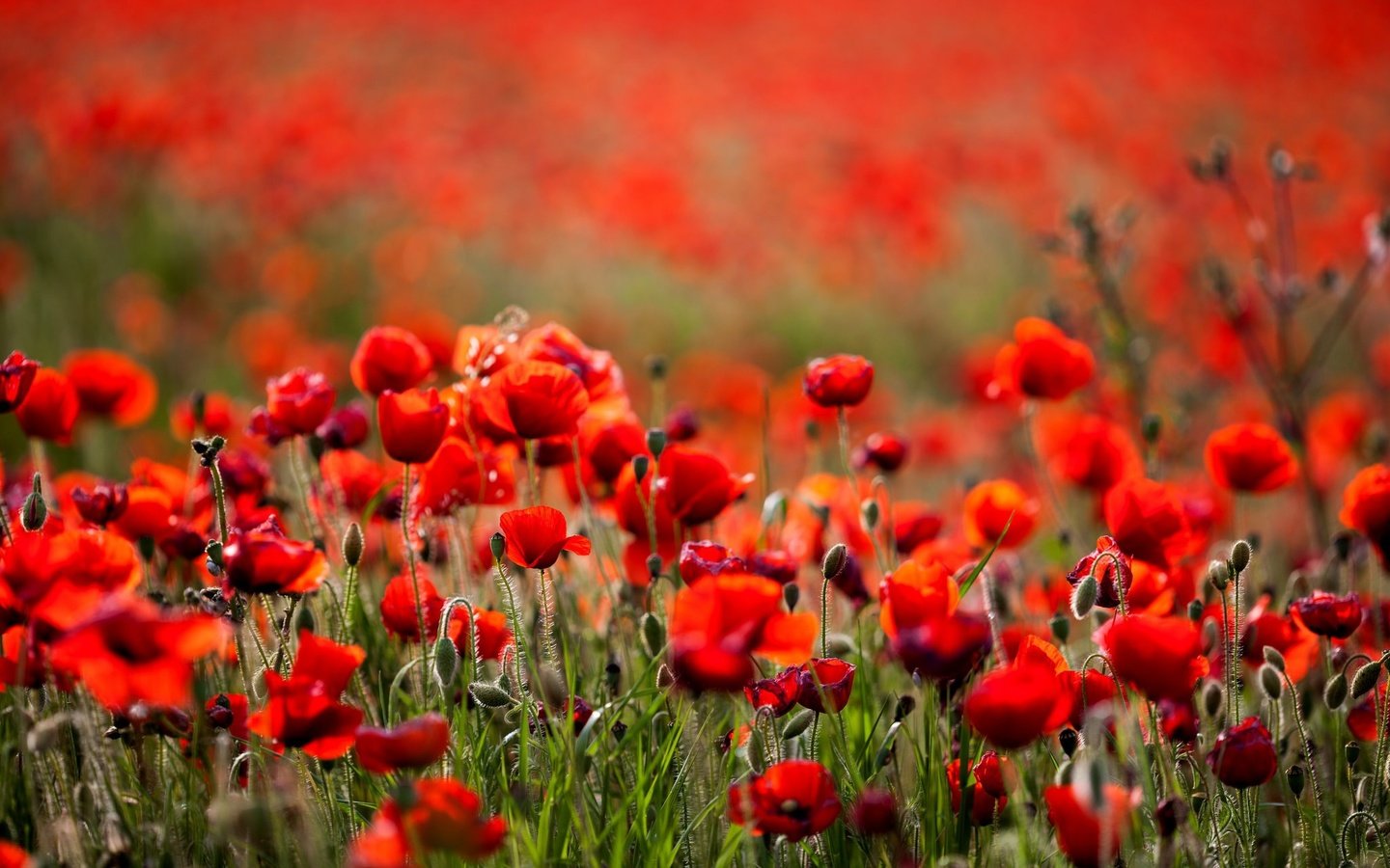 Обои цветы, поле, лето, красные, маки, боке, flowers, field, summer, red, maki, bokeh разрешение 2048x1365 Загрузить