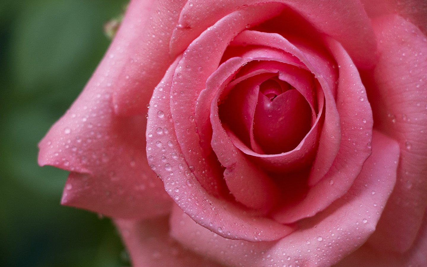 Обои цветок, капли, роза, бутон, flower, drops, rose, bud разрешение 2048x1365 Загрузить