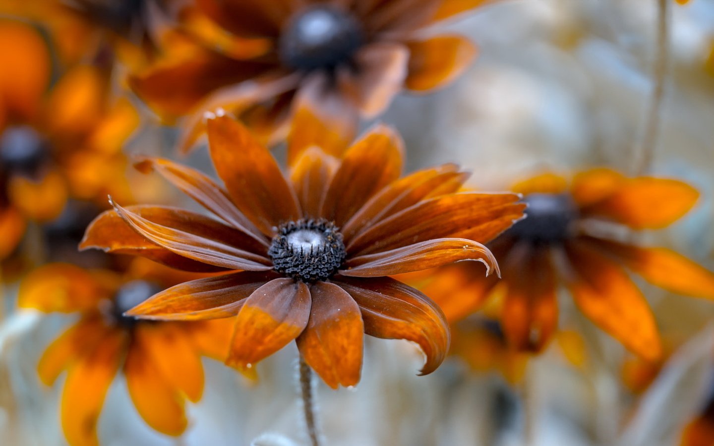 Обои фон, цветок, лепестки, оранжевые, рудбекия, background, flower, petals, orange, rudbeckia разрешение 2047x1214 Загрузить