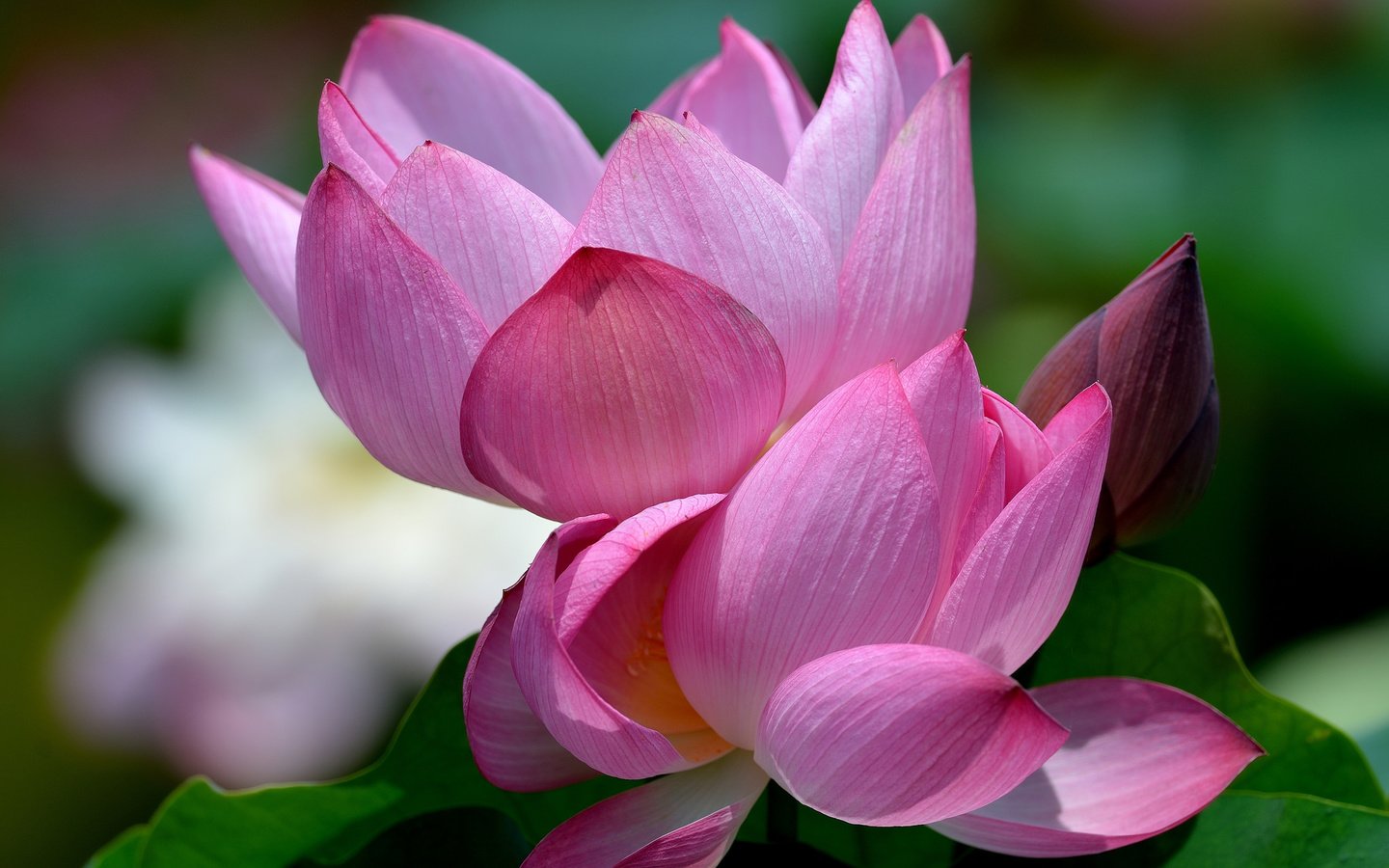 Обои цветы, лотос, кувшинка, водяная лилия, flowers, lotus, lily, water lily разрешение 2048x1461 Загрузить