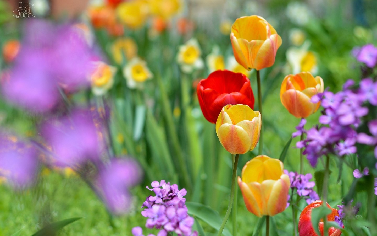 Обои цветы, весна, тюльпаны, нарциссы, flowers, spring, tulips, daffodils разрешение 2048x1365 Загрузить