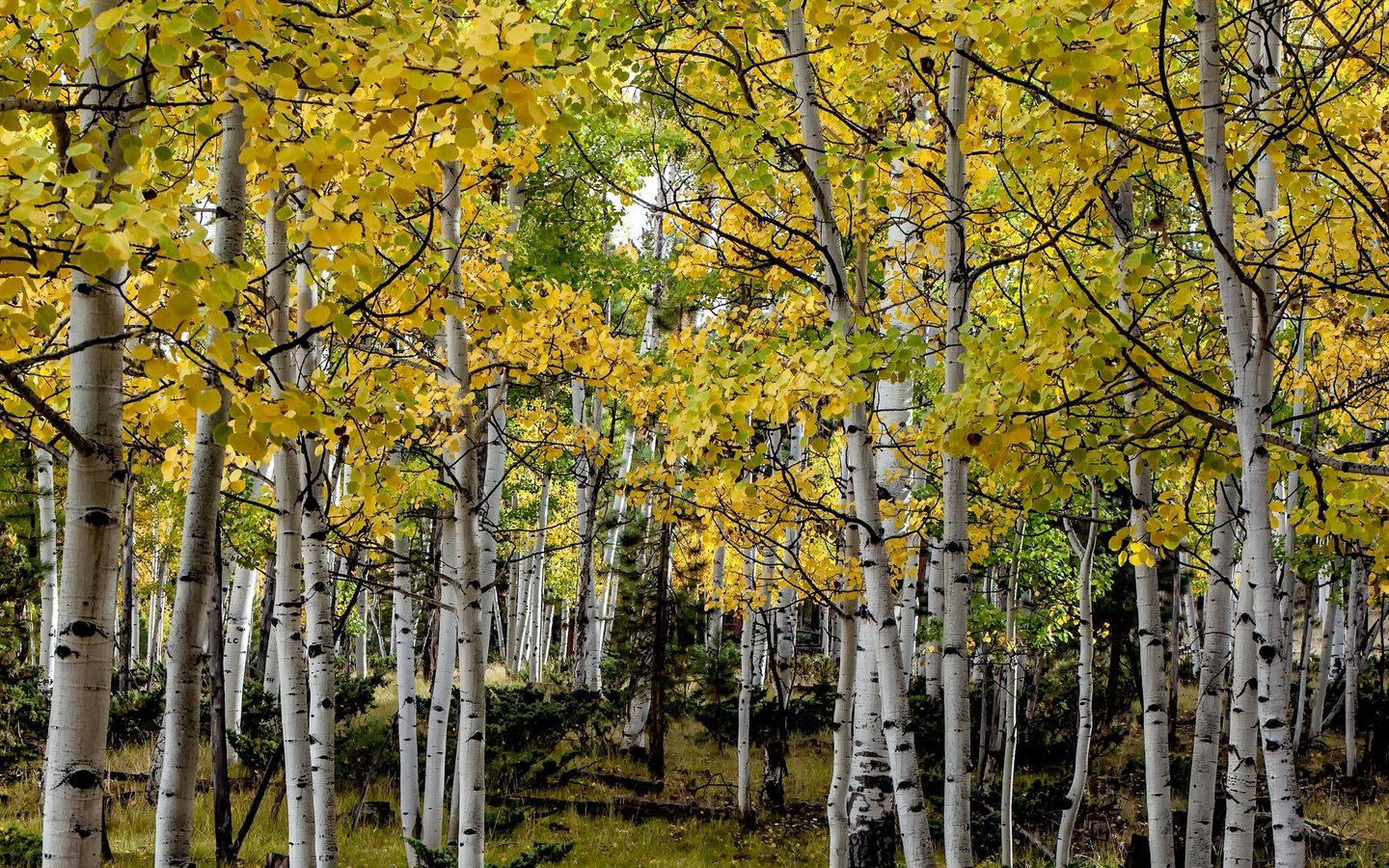 Обои деревья, осень, сша, роща, колорадо, осина, trees, autumn, usa, grove, colorado, aspen разрешение 3000x1569 Загрузить