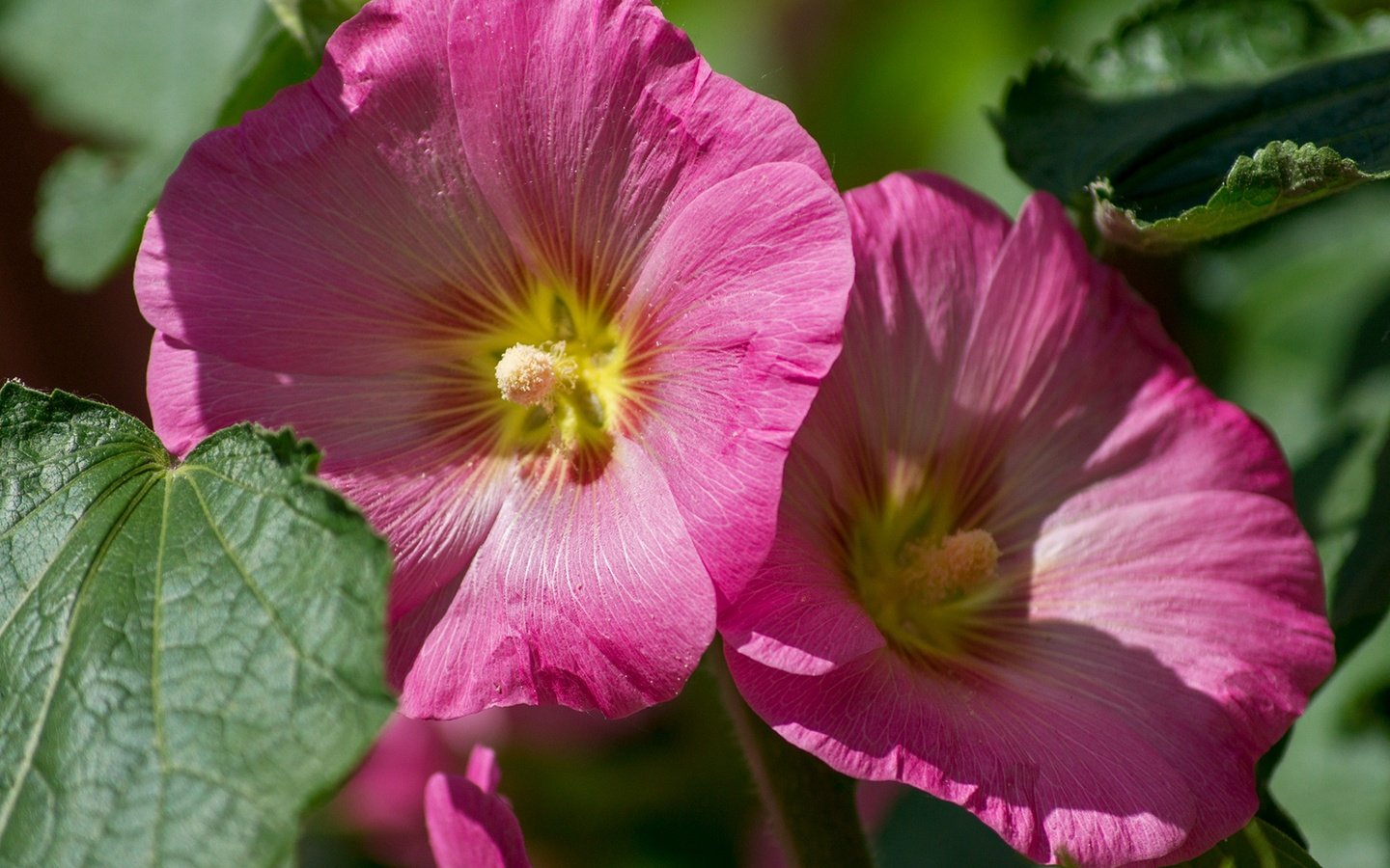 Обои цветы, макро, розовые, мальва, flowers, macro, pink, mallow разрешение 1920x1278 Загрузить