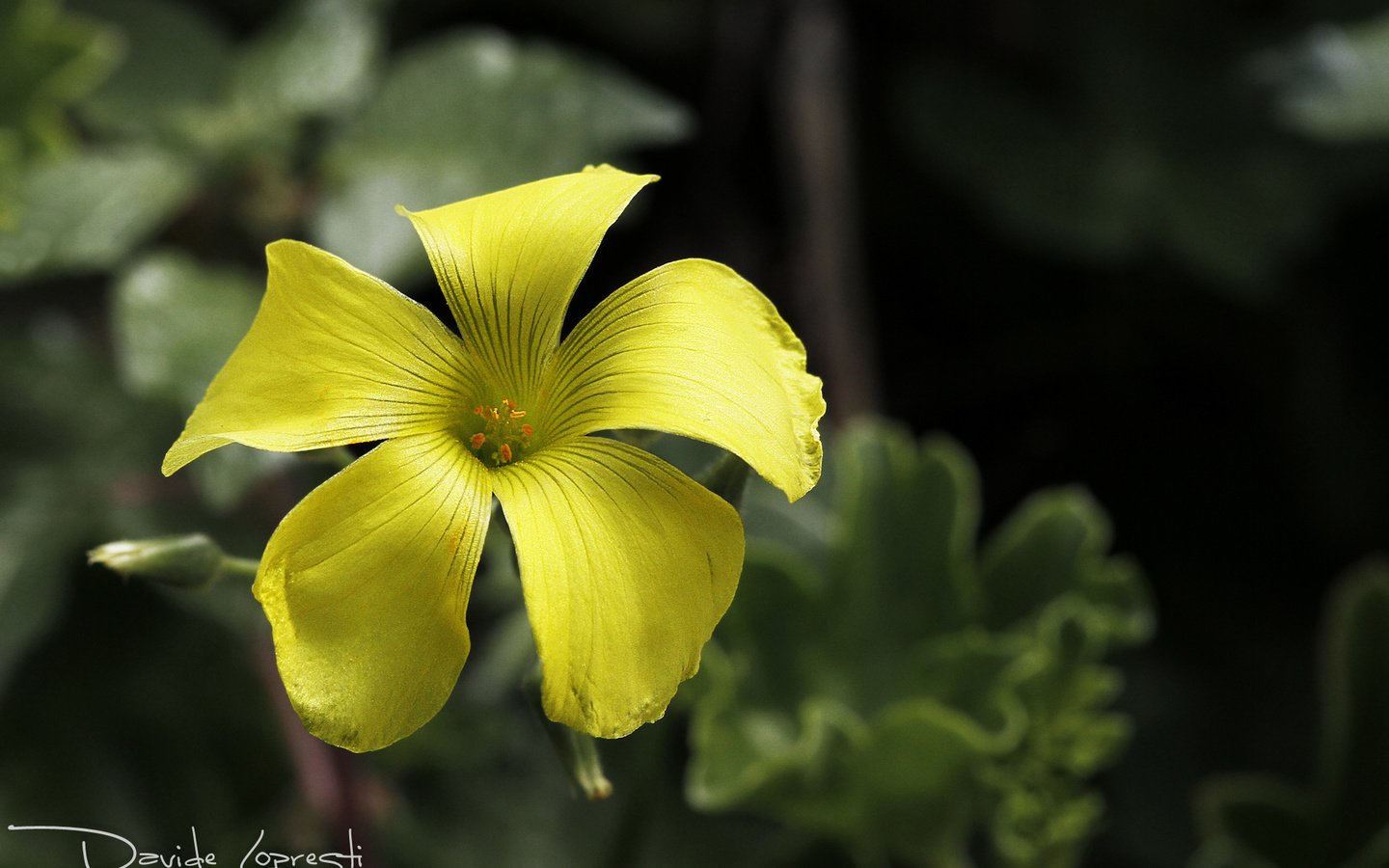 Обои природа, листья, фон, цветок, лепестки, желтые, кислица, davide lopresti, nature, leaves, background, flower, petals, yellow, oxalis разрешение 2000x1333 Загрузить