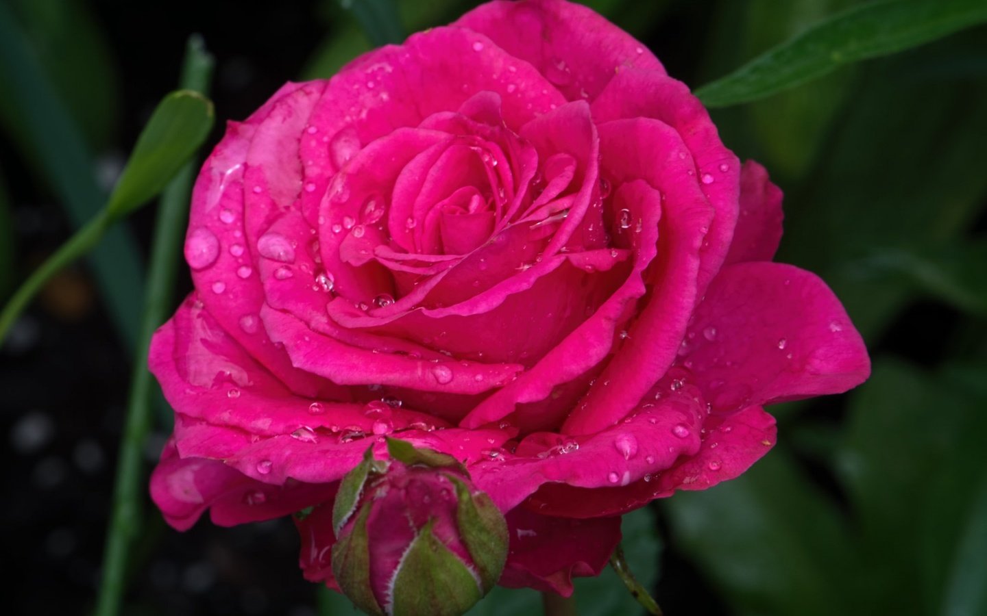 Обои цветок, капли, капля, роза, лепестки, бутон, flower, drops, drop, rose, petals, bud разрешение 1920x1200 Загрузить