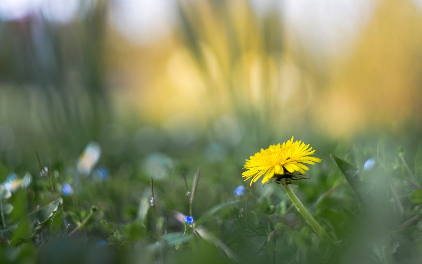 Обои цветы, трава, размытость, весна, одуванчик, flowers, grass, blur, spring, dandelion разрешение 2048x1365 Загрузить