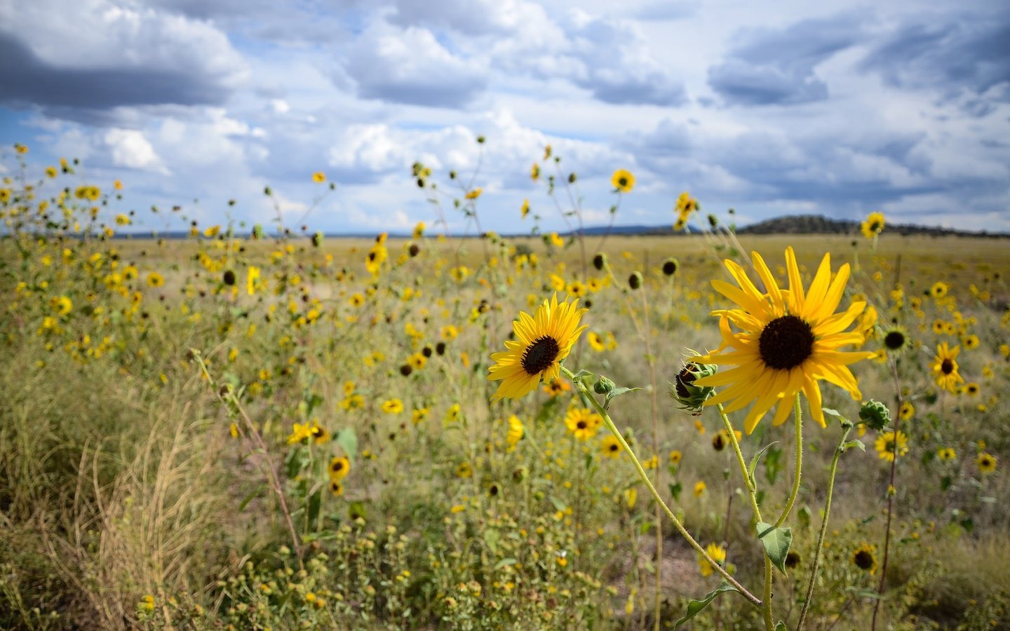 Обои небо, цветы, облака, поле, боке, the sky, flowers, clouds, field, bokeh разрешение 2048x1278 Загрузить