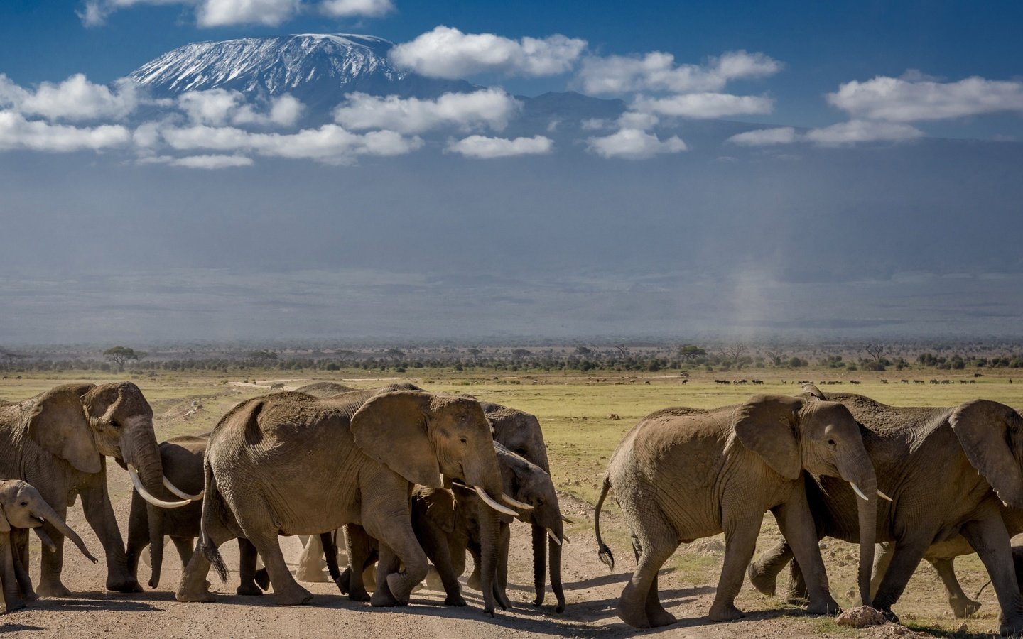 Обои природа, африка, слоны, стадо, nature, africa, elephants, the herd разрешение 3097x1572 Загрузить