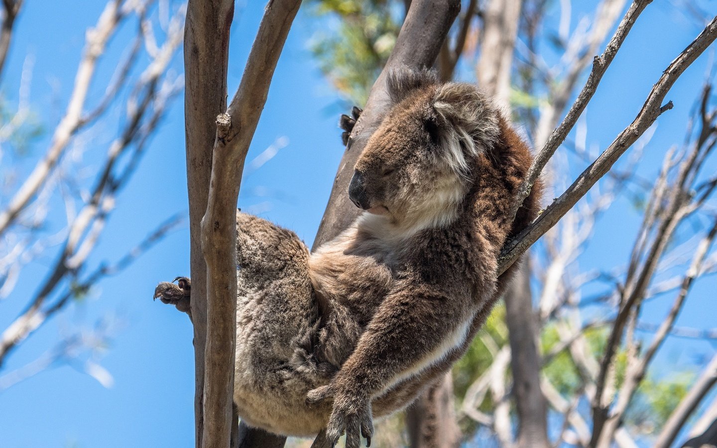 Обои солнце, ветки, лежит, спит, животное, на дереве, боке, коала, the sun, branches, lies, sleeping, animal, on the tree, bokeh, koala разрешение 2560x1654 Загрузить