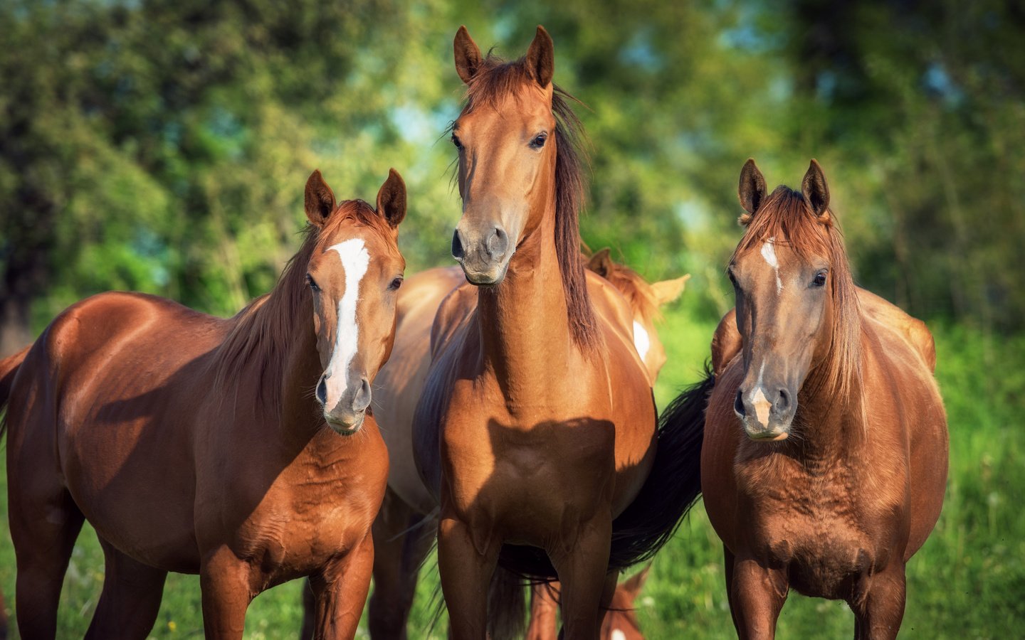 Обои лошадь, природа, фон, лошади, кони, коричневые, horse, nature, background, horses, brown разрешение 3745x2500 Загрузить