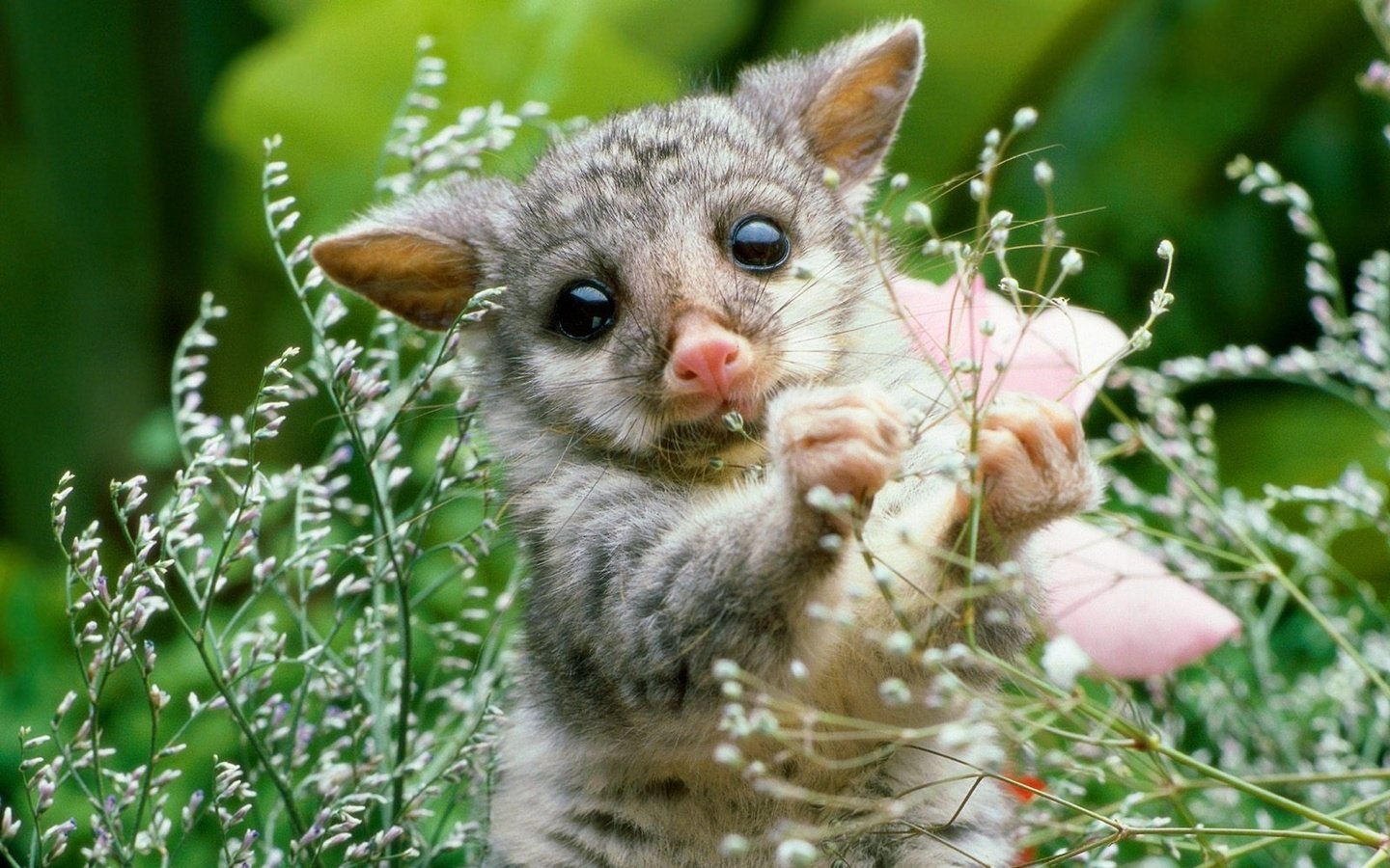 Обои природа, растение, опоссум, детеныш, грызун, nature, plant, possum, cub, rodent разрешение 1920x1200 Загрузить