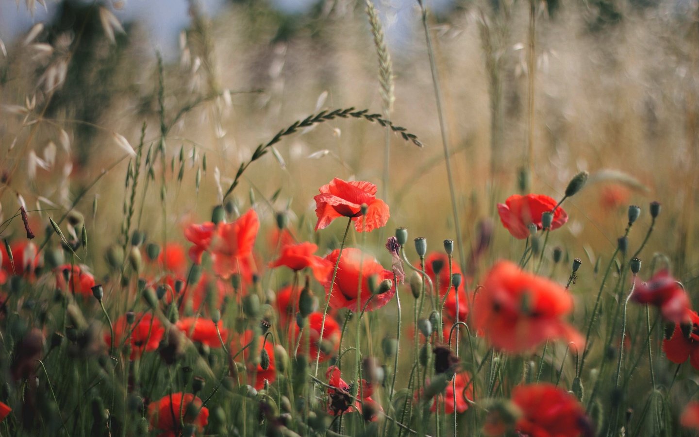 Обои цветы, поле, лепестки, красные, маки, flowers, field, petals, red, maki разрешение 2048x1365 Загрузить