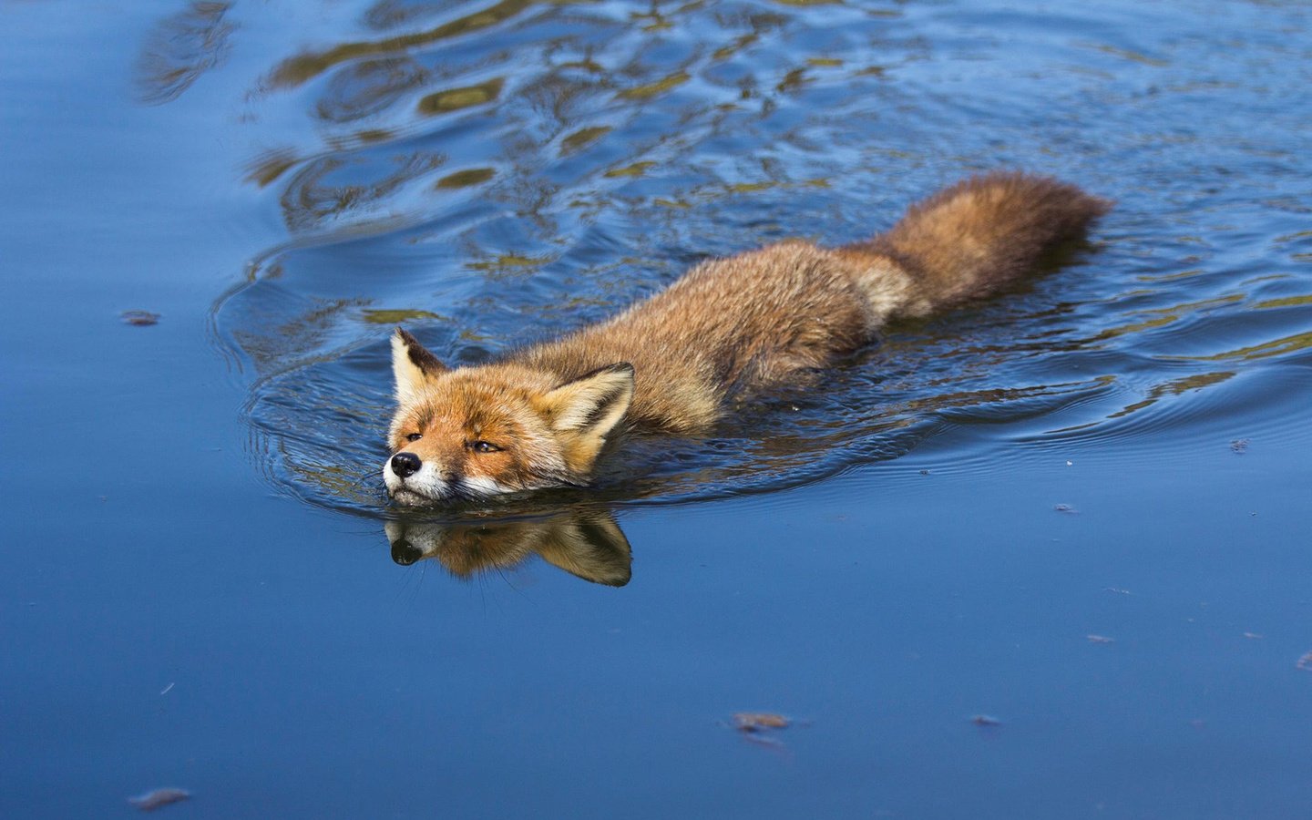 Обои вода, лиса, лисица, angela louwe, water, fox разрешение 1920x1200 Загрузить