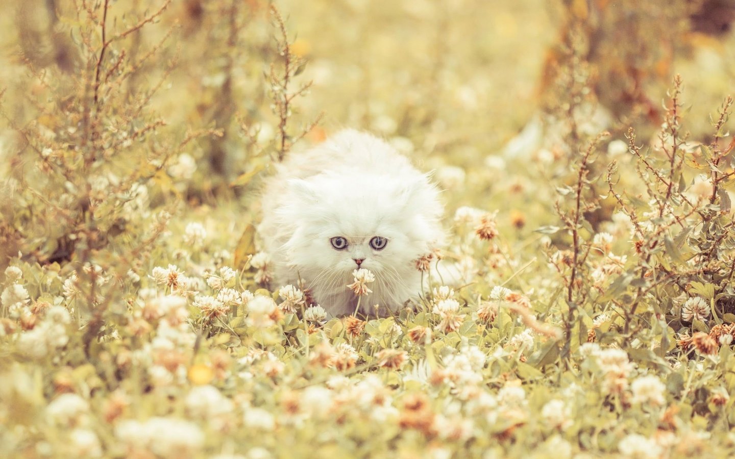 Обои цветы, клевер, кошка, котенок, пушистый, белая, flowers, clover, cat, kitty, fluffy, white разрешение 1920x1200 Загрузить