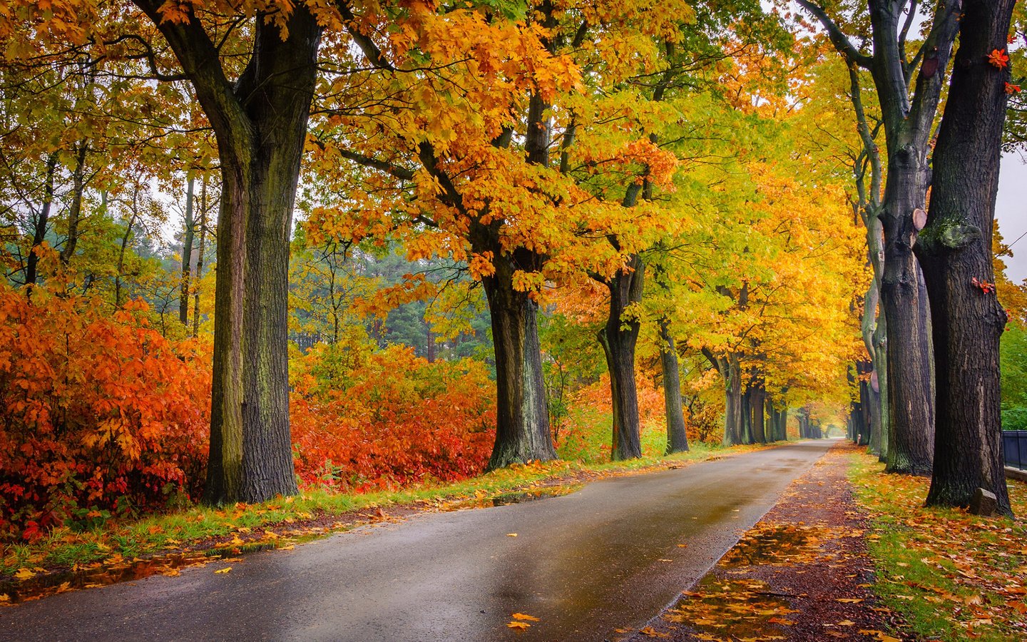 Обои дорога, деревья, природа, листва, осень, road, trees, nature, foliage, autumn разрешение 1920x1200 Загрузить