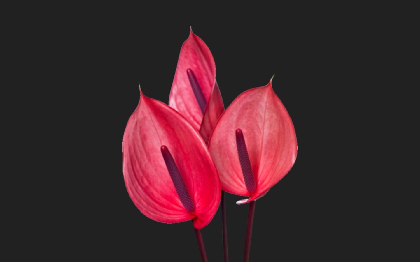 Обои цветы, черный фон, антуриум, flowers, black background, anthurium разрешение 2560x1440 Загрузить