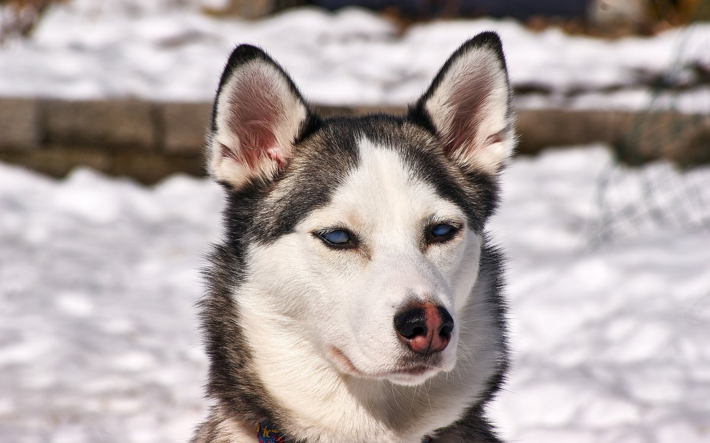 Обои снег, зима, собака, щенок, хаски, сибирский хаски, snow, winter, dog, puppy, husky, siberian husky разрешение 4592x3056 Загрузить