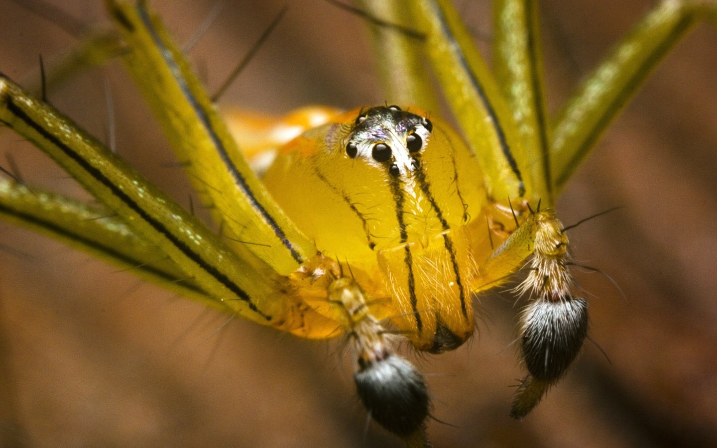 Обои паук, крупным планом, членистоногие, spider, closeup, arthropods разрешение 3931x2904 Загрузить