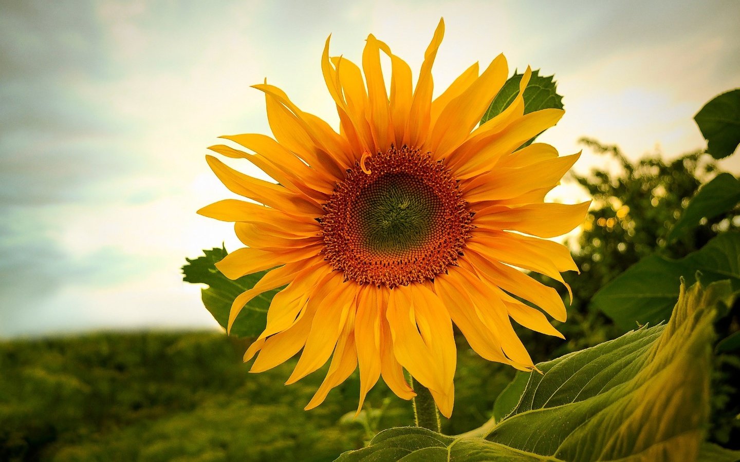 Обои небо, природа, цветок, поле, подсолнух, растение, the sky, nature, flower, field, sunflower, plant разрешение 1920x1375 Загрузить