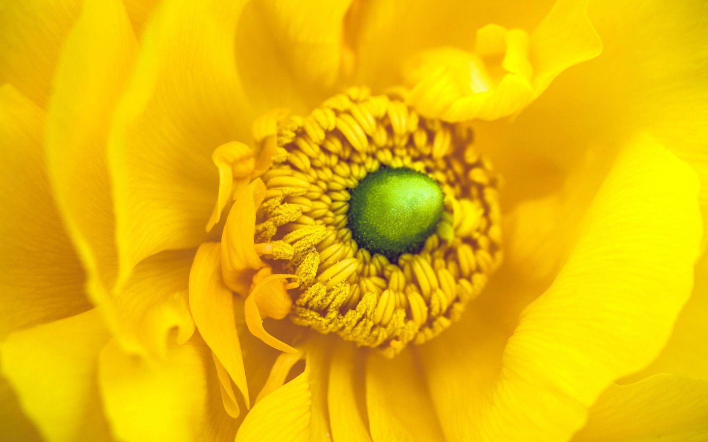 Обои цветы, желтый, макро, лепестки, тычинки, анемона, анемоны, flowers, yellow, macro, petals, stamens, anemone, anemones разрешение 2048x1152 Загрузить