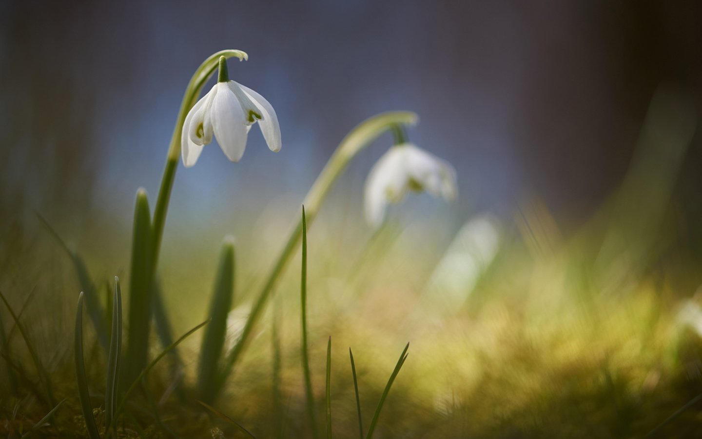 Обои цветы, размытость, весна, подснежники, signe goldmann, flowers, blur, spring, snowdrops разрешение 1920x1080 Загрузить