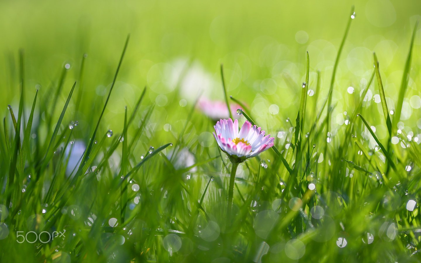 Обои трава, цветок, роса, капли, маргаритки, grass, flower, rosa, drops, daisy разрешение 1920x1200 Загрузить