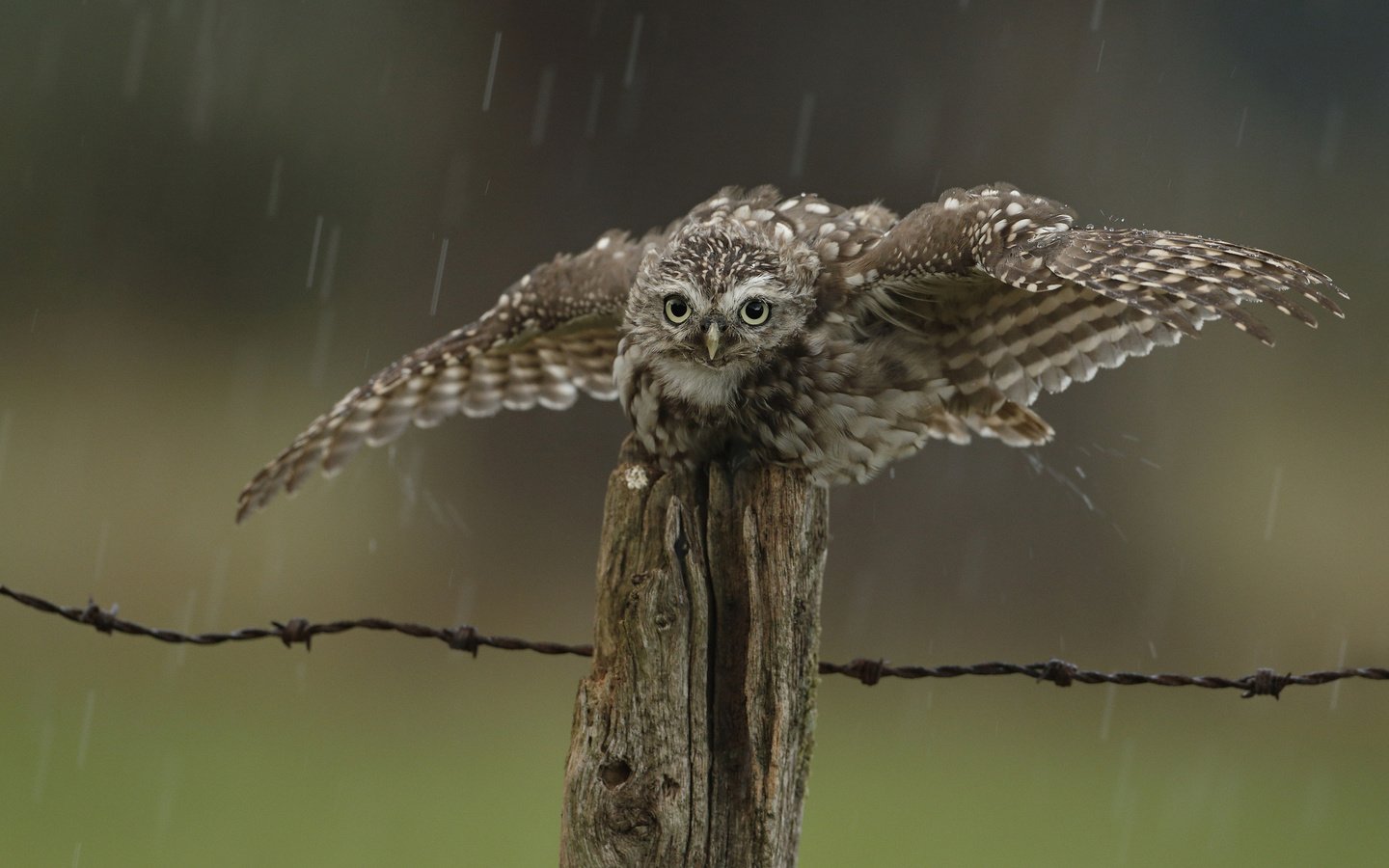 Обои сова, капли, забор, птица, дождь, owl, drops, the fence, bird, rain разрешение 2048x1567 Загрузить