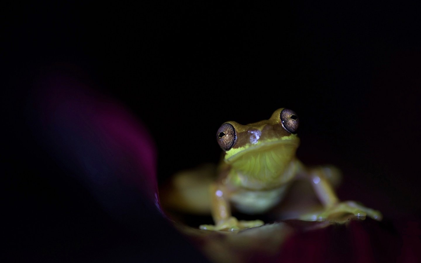 Обои глаза, лягушка, черный фон, животное, земноводное, eyes, frog, black background, animal, amphibian разрешение 2048x1275 Загрузить