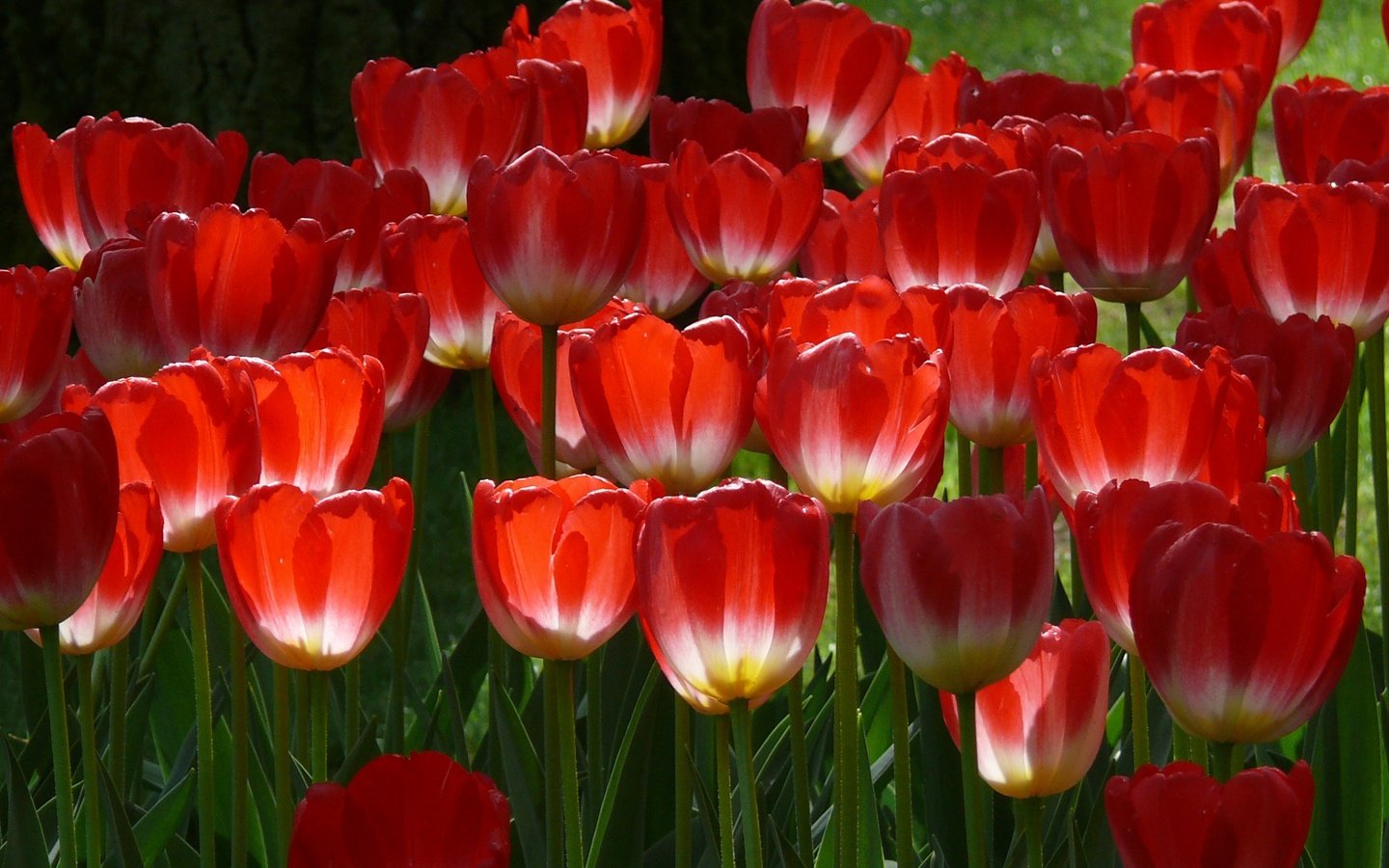 Обои цветы, лепестки, весна, тюльпаны, стебли, красные тюльпаны, flowers, petals, spring, tulips, stems, red tulips разрешение 2560x1920 Загрузить