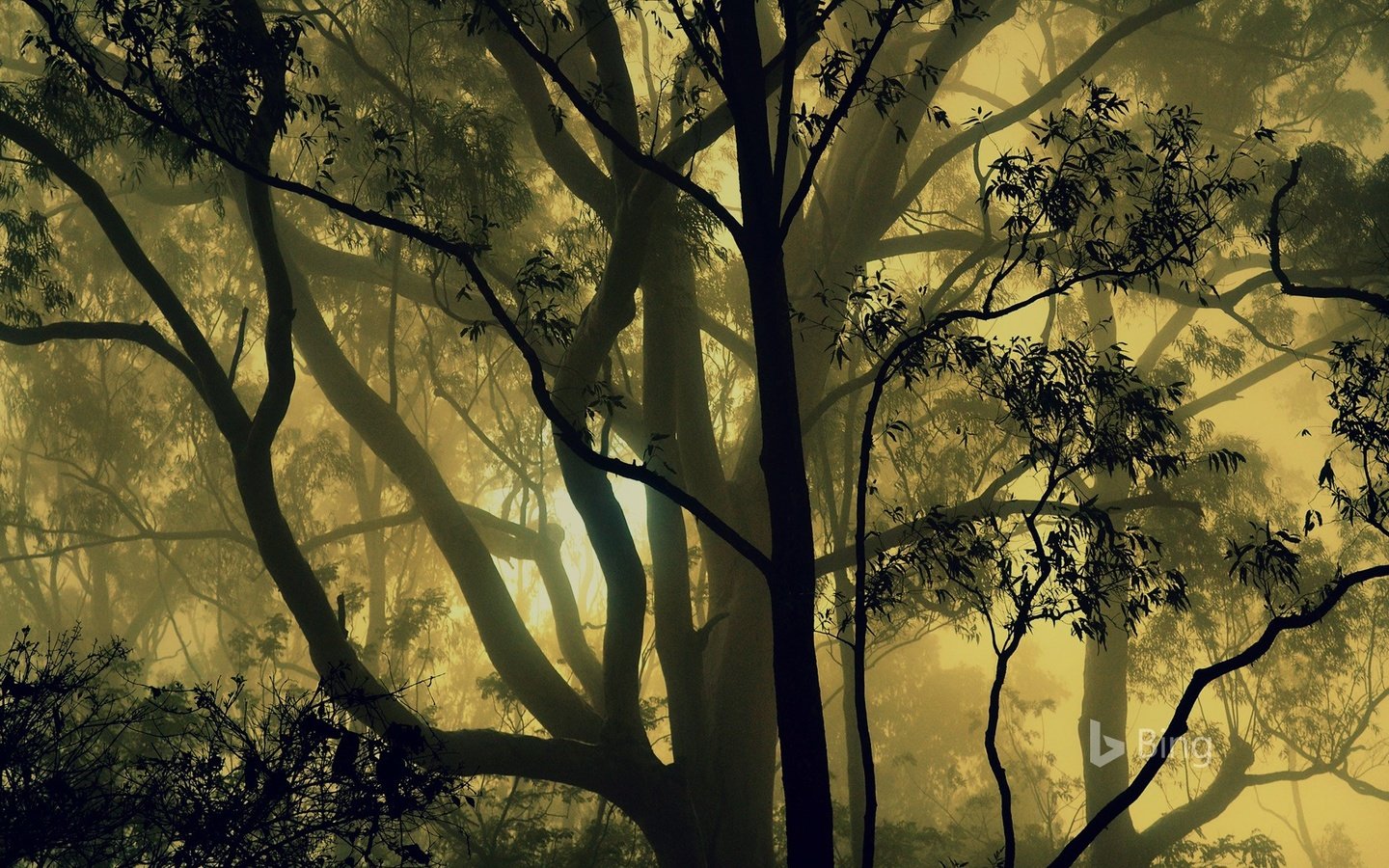 Обои деревья, природа, лес, туман, индия, карнатака, trees, nature, forest, fog, india, karnataka разрешение 1920x1200 Загрузить