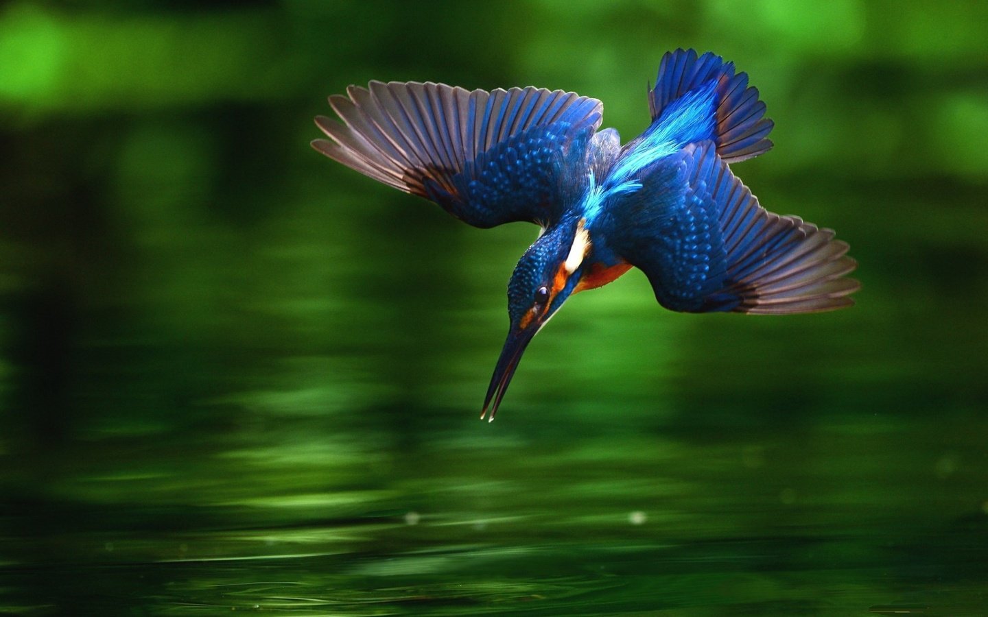 Обои вода, крылья, птица, клюв, перья, зимородок, water, wings, bird, beak, feathers, kingfisher разрешение 1920x1200 Загрузить