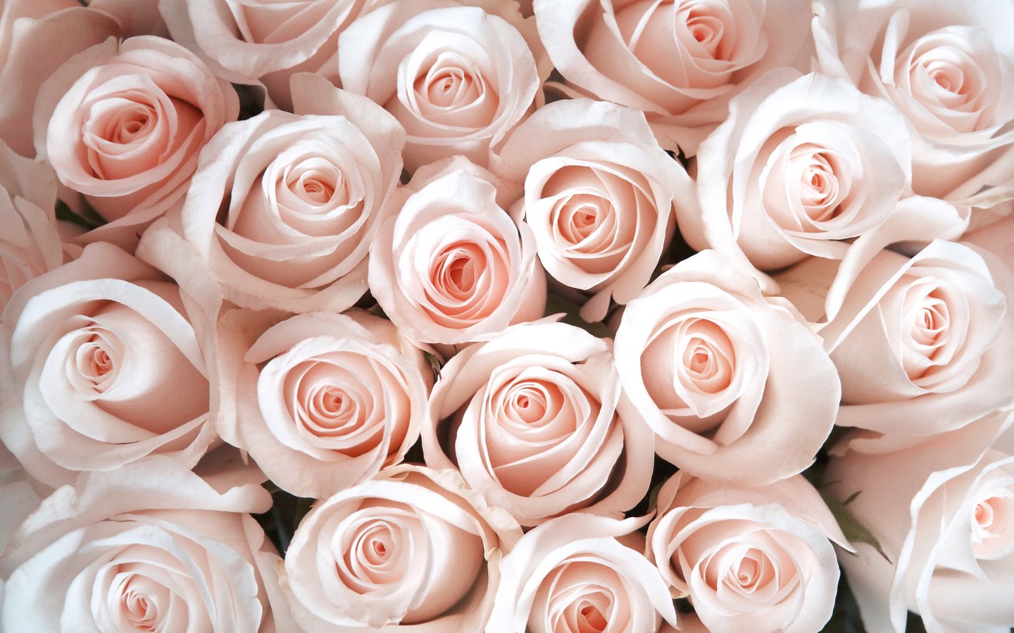 Обои цветы, бутоны, розы, лепестки, flowers, buds, roses, petals разрешение 3456x2298 Загрузить