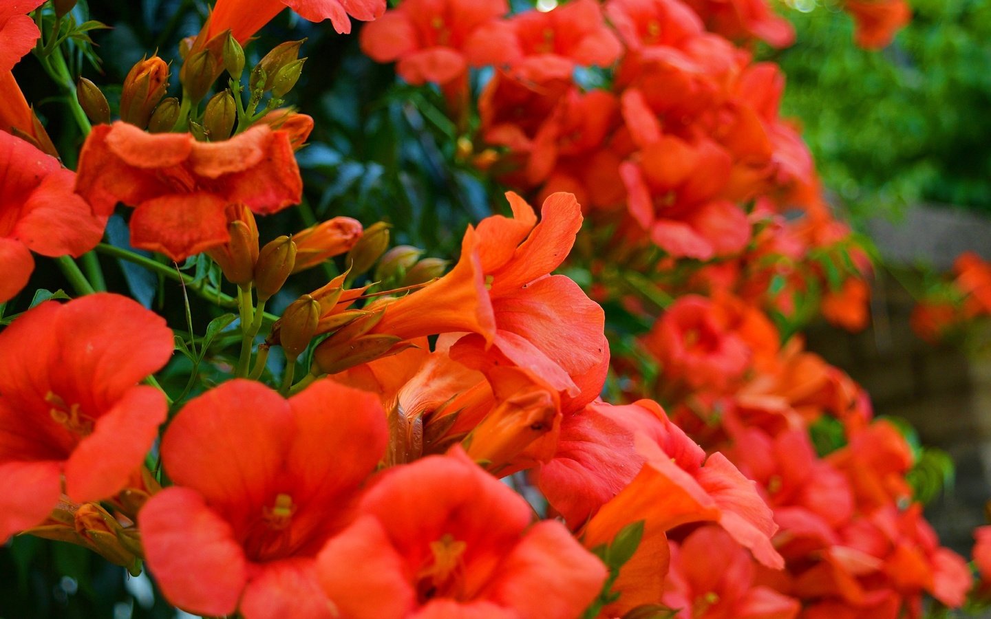 Обои цветы, растение, красные цветы, кампсис, flowers, plant, red flowers, campsis разрешение 2954x1817 Загрузить