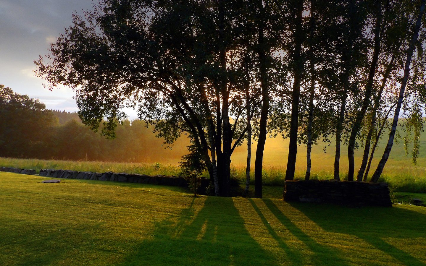 Обои небо, трава, деревья, стволы, тени, солнечный свет, the sky, grass, trees, trunks, shadows, sunlight разрешение 2560x1440 Загрузить