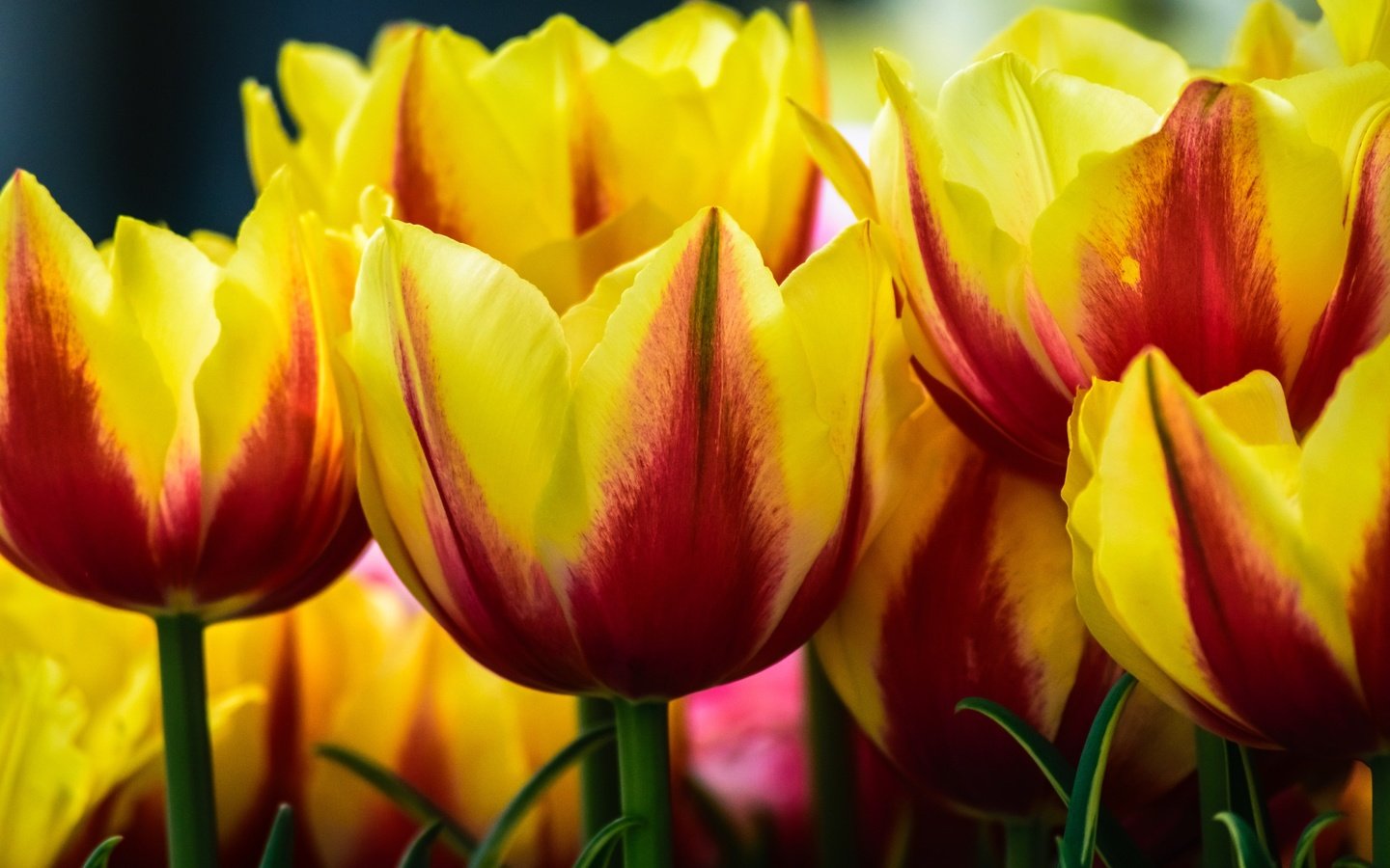 Обои цветы, бутоны, макро, тюльпаны, flowers, buds, macro, tulips разрешение 2400x1600 Загрузить