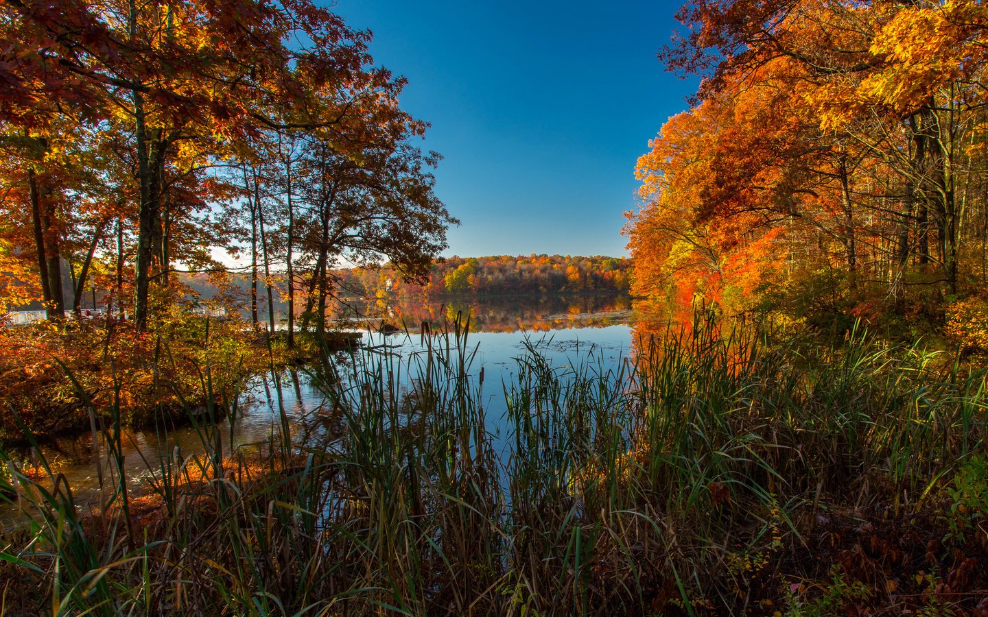 Обои трава, ice lakes, деревья, озеро, природа, осень, сша, колорадо, осень. озеро, grass, trees, lake, nature, autumn, usa, colorado, autumn. lake разрешение 3600x2200 Загрузить