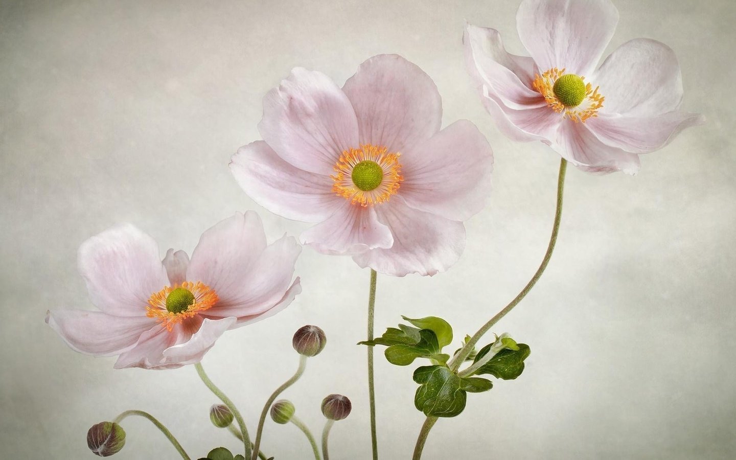 Обои цветы, фон, розовые, анемоны, flowers, background, pink, anemones разрешение 1920x1130 Загрузить