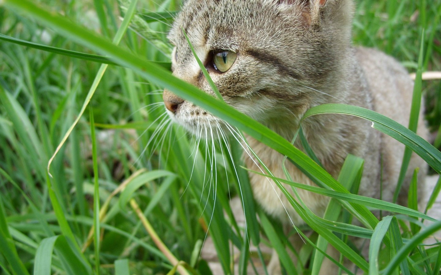 Обои глаза, трава, кот, мордочка, усы, кошка, котенок, eyes, grass, cat, muzzle, mustache, kitty разрешение 3207x2424 Загрузить