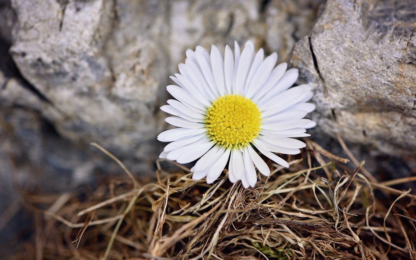 Обои природа, цветок, лепестки, ромашка, камень, nature, flower, petals, daisy, stone разрешение 6016x4016 Загрузить