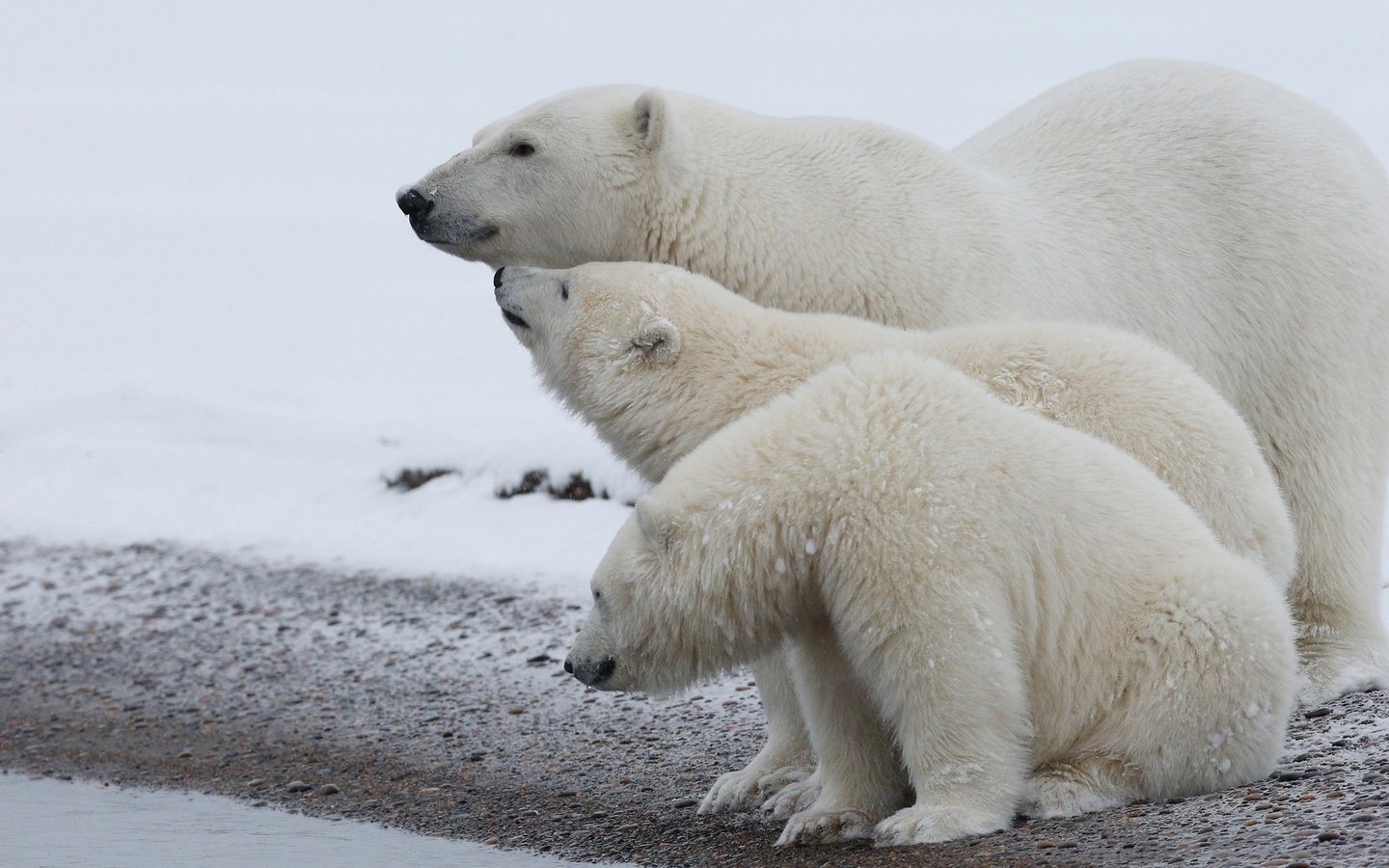 Обои полярный медведь, медведи, белый медведь, арктика, детеныши, медвежата, polar bear, bears, arctic, cubs разрешение 3000x1687 Загрузить