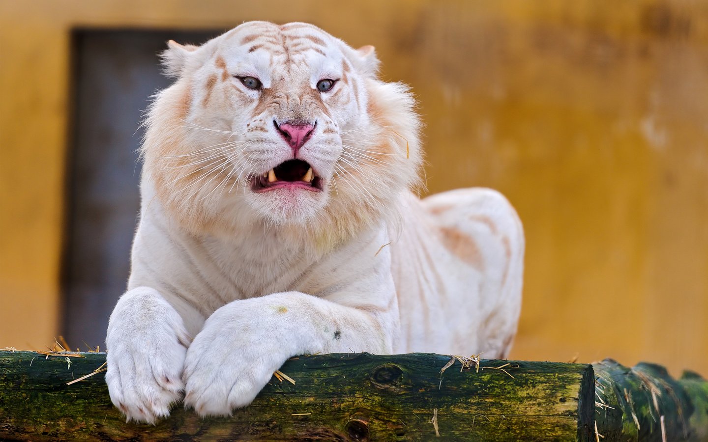 Обои тигр, альбинос, морда, белый тигр, взгляд, клыки, хищник, отдых, оскал, дикая кошка, tiger, albino, face, white tiger, look, fangs, predator, stay, grin, wild cat разрешение 2880x1800 Загрузить
