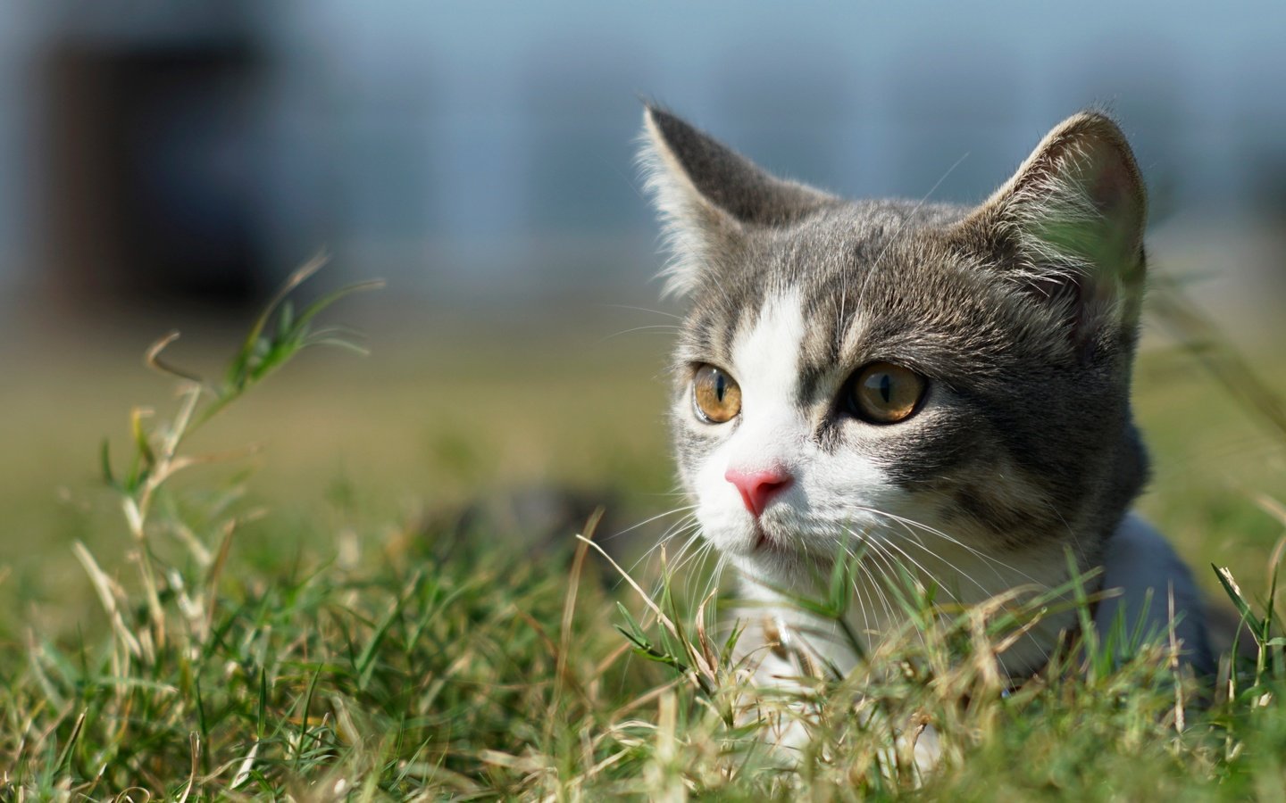 Обои трава, кот, мордочка, усы, кошка, взгляд, котенок, grass, cat, muzzle, mustache, look, kitty разрешение 4962x2772 Загрузить