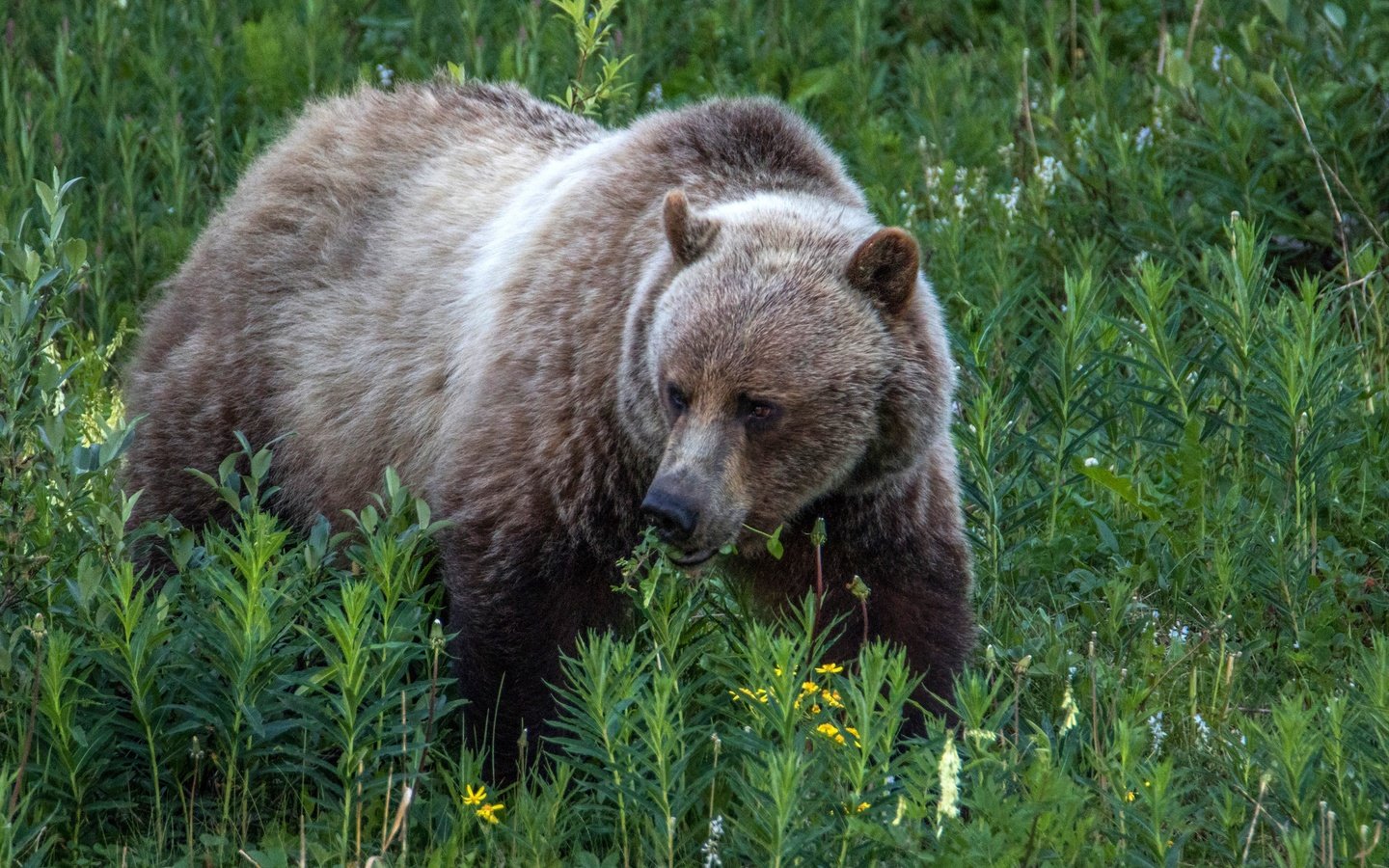 Обои трава, природа, растения, медведь, бурый медведь, grass, nature, plants, bear, brown bear разрешение 2700x1800 Загрузить