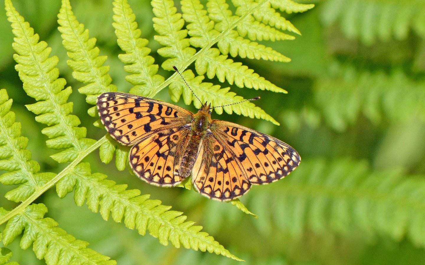 Обои насекомое, бабочка, крылья, папоротник, боке, шашечница, insect, butterfly, wings, fern, bokeh, the metalmark разрешение 2048x1365 Загрузить