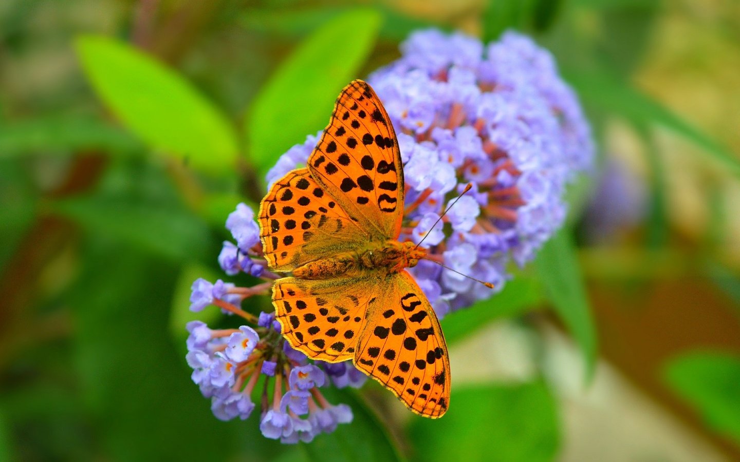 Обои цветы, природа, насекомое, фон, бабочка, крылья, flowers, nature, insect, background, butterfly, wings разрешение 3000x1844 Загрузить