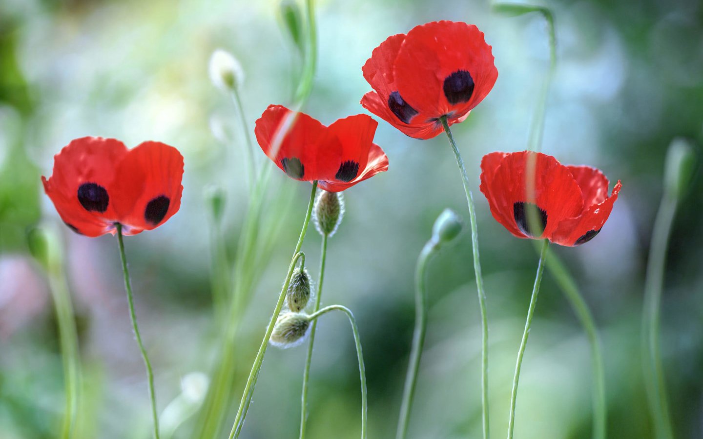 Обои цветы, лепестки, красные, маки, стебли, мэнди дишер, poppies, flowers, petals, red, maki, stems, mandy disher разрешение 2000x1333 Загрузить