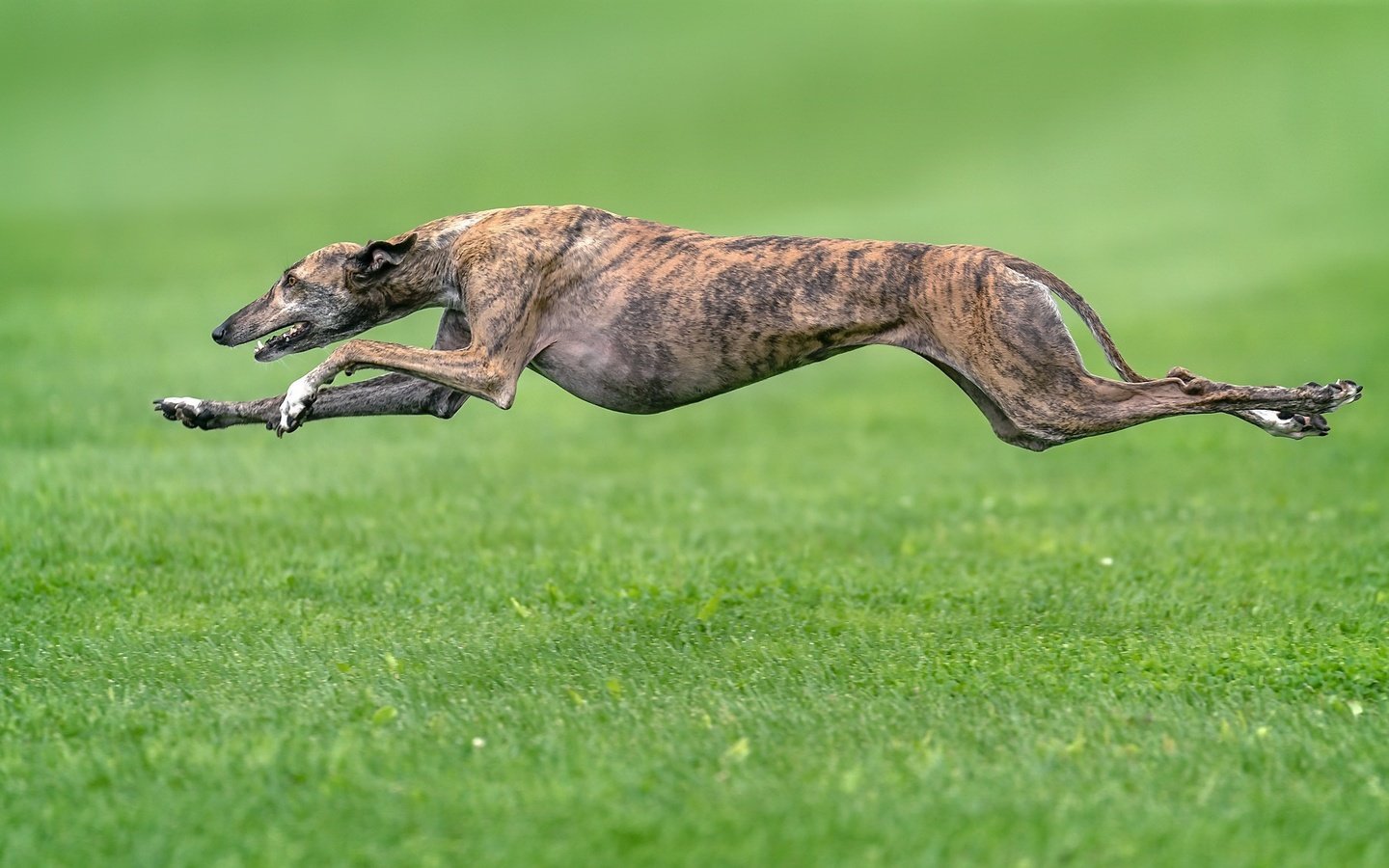 Обои трава, собака, друг, бег, борзая, grass, dog, each, running, greyhound разрешение 2048x1152 Загрузить