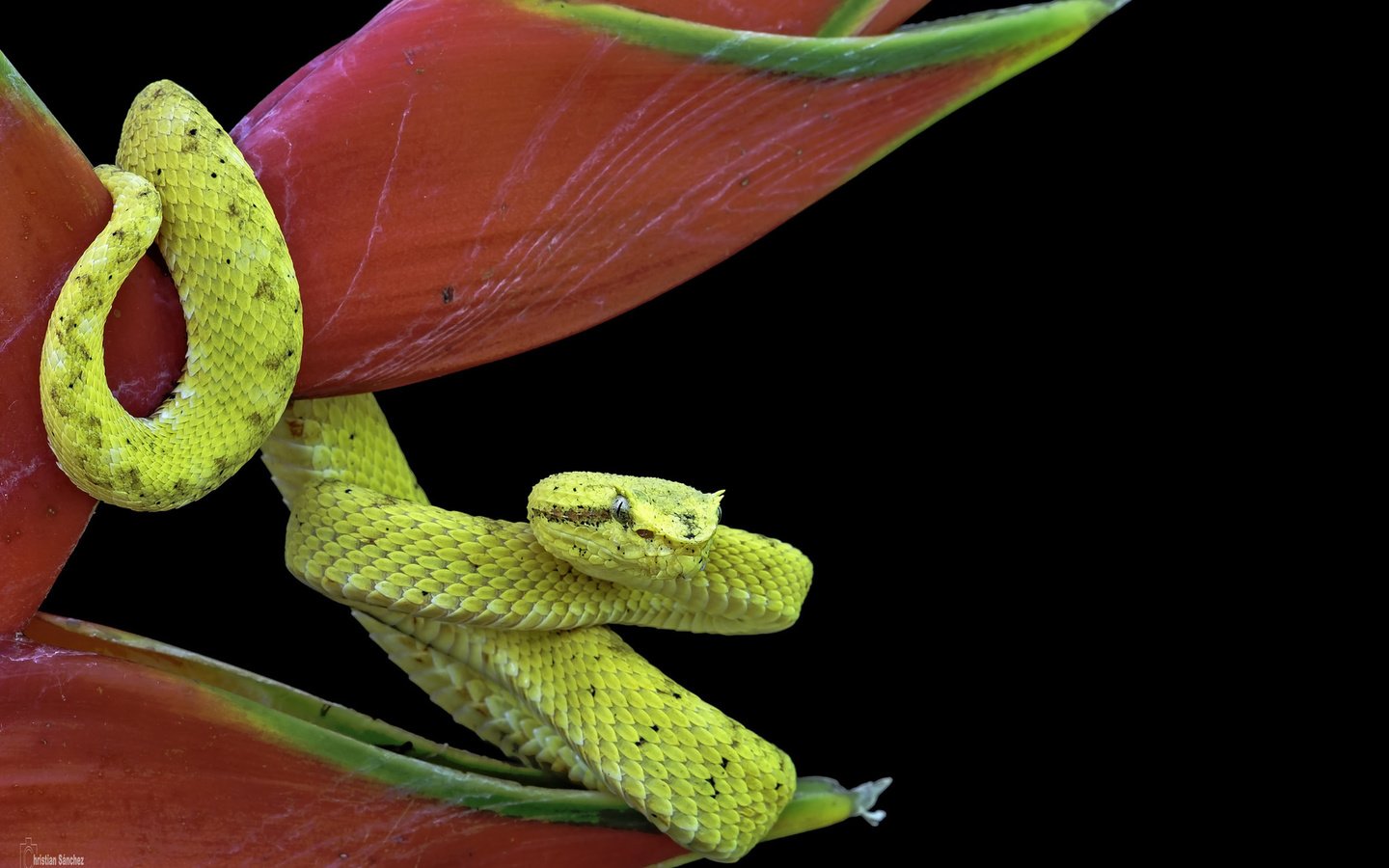 Обои цветок, змея, рептилия, пресмыкающиеся, flower, snake, reptile, reptiles разрешение 1920x1200 Загрузить