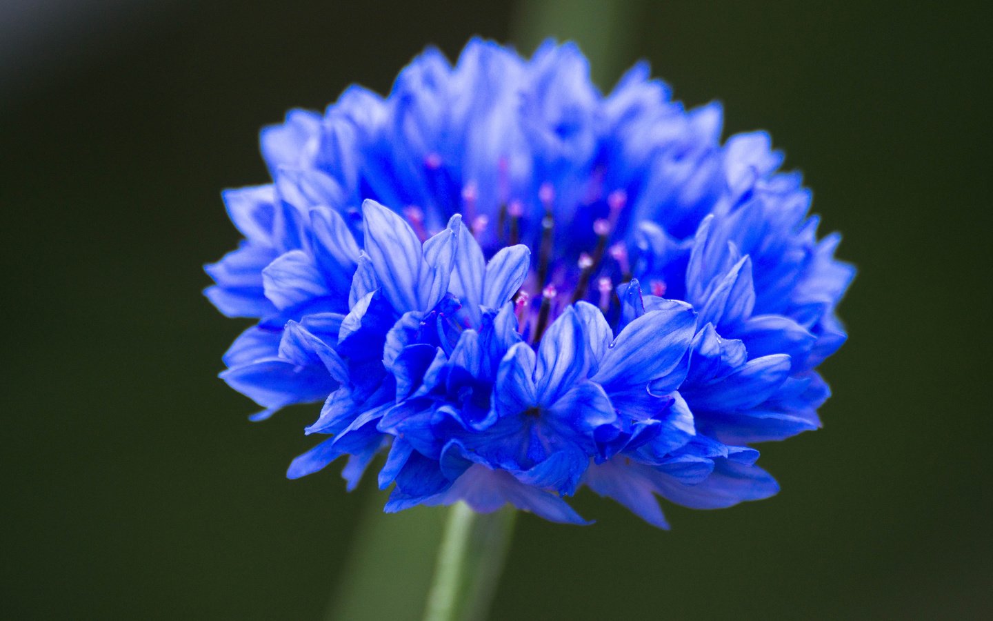 Васильковый (Cornflower)