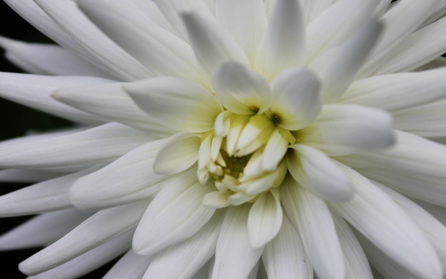 Обои лепестки, георгин, белый цветок, крупным планом, petals, dahlia, white flower, closeup разрешение 4272x2848 Загрузить